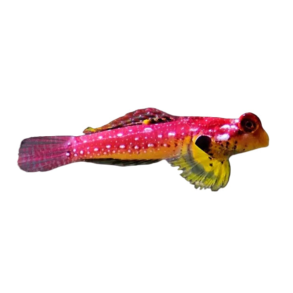 Red Ruby Scooter