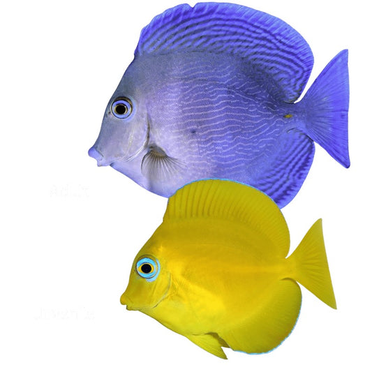 Atlantic Blue Tang