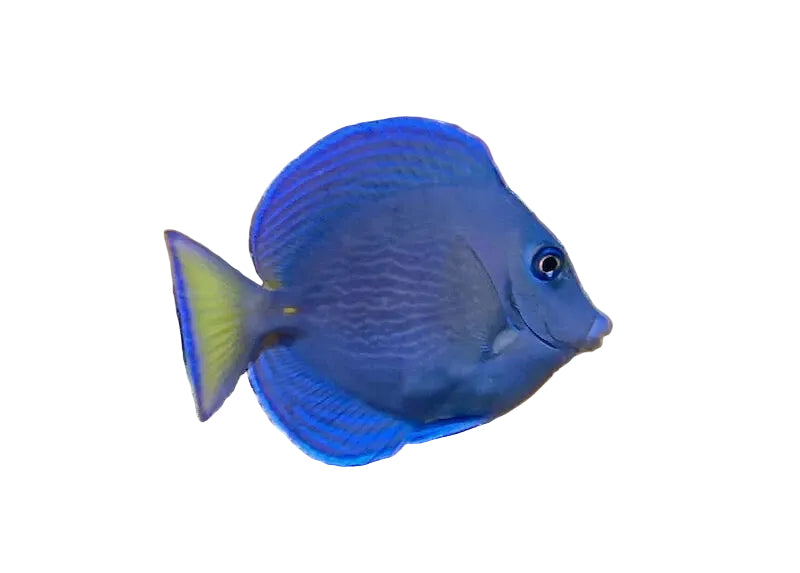 تانج أزرق أطلسي