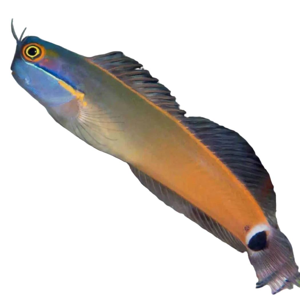 Tail Spot Blenny