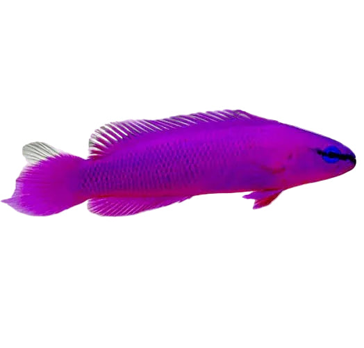 Fridmani