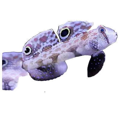 Gobiodon rivulatus