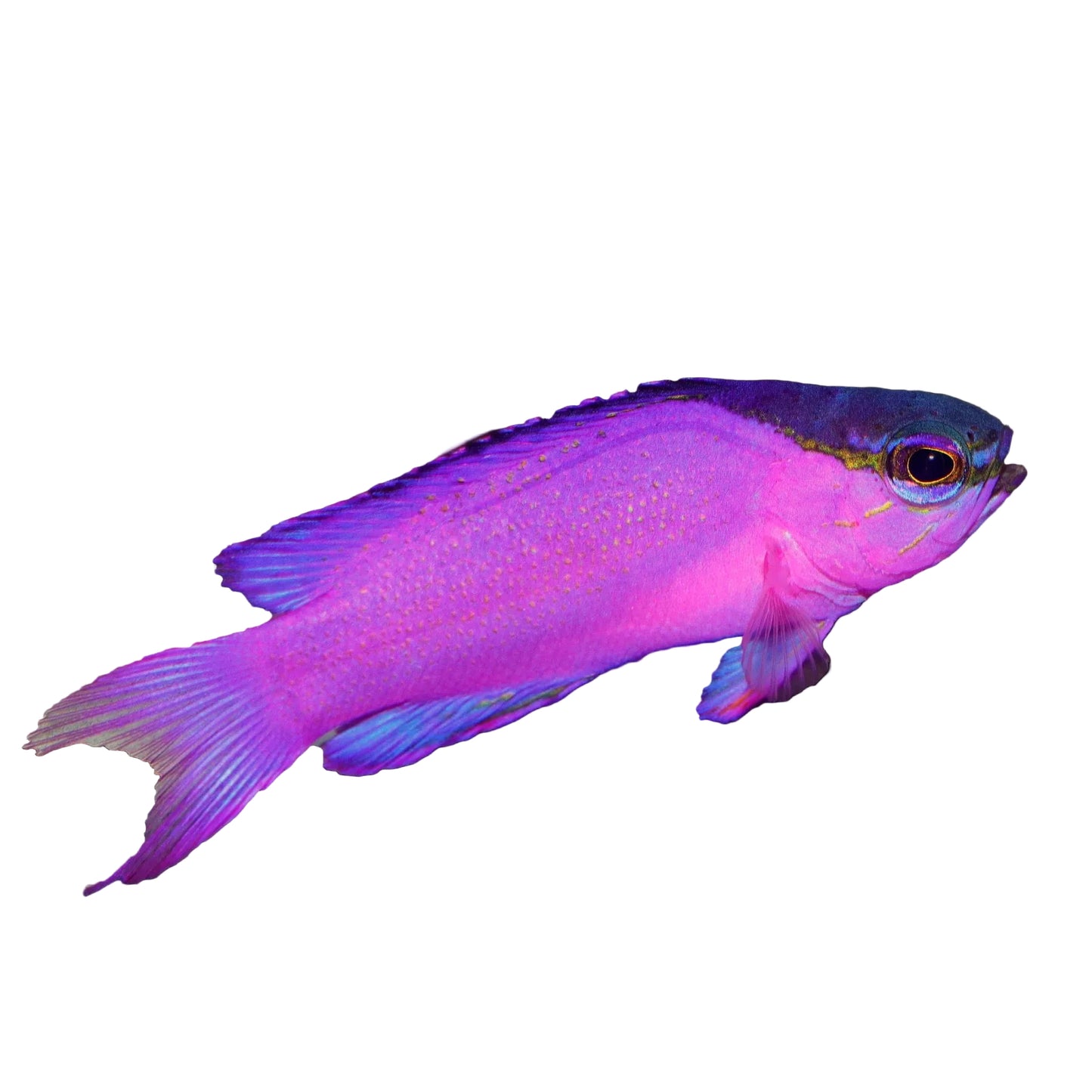 Blackcap Basslet
