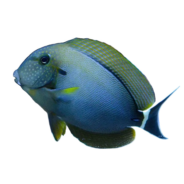 Maculiceps Tang