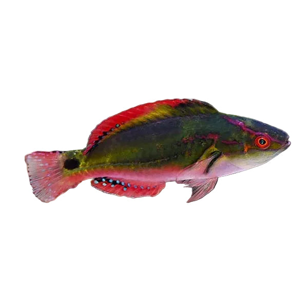 Exquisite Fairy Wrasse
