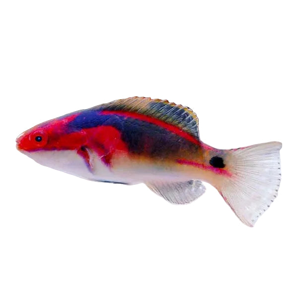 Exquisite Fairy Wrasse