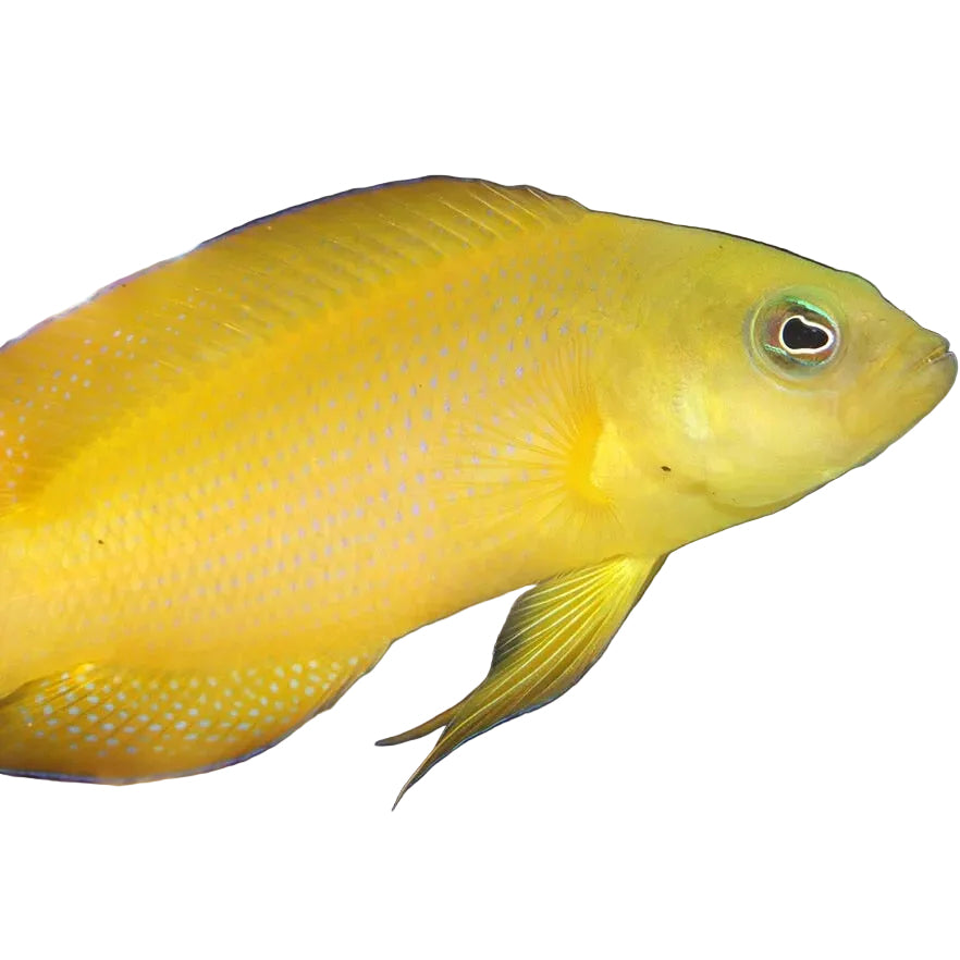 Golden Dotyback