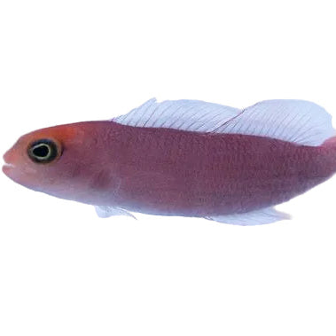 Elongate Dottyback