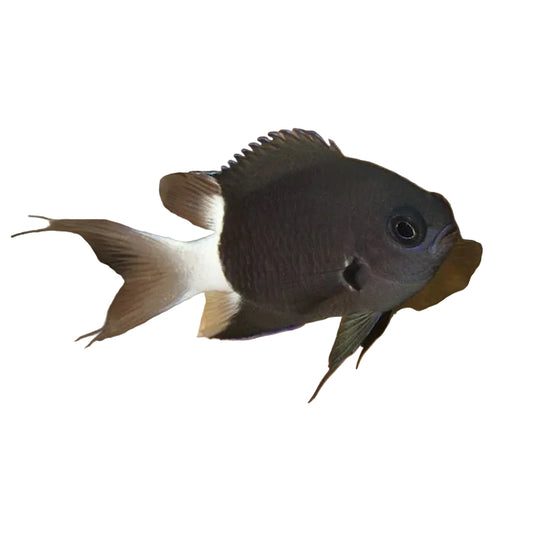 كرومس بلونين