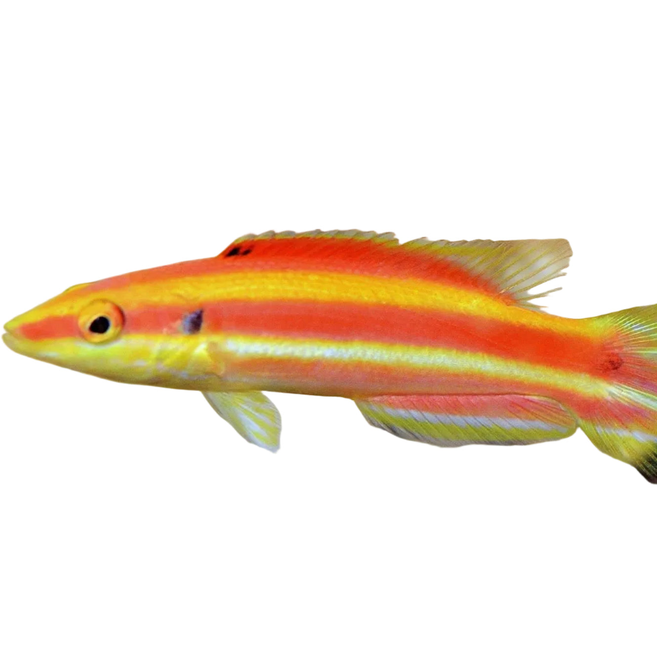 Bennett Hogfish