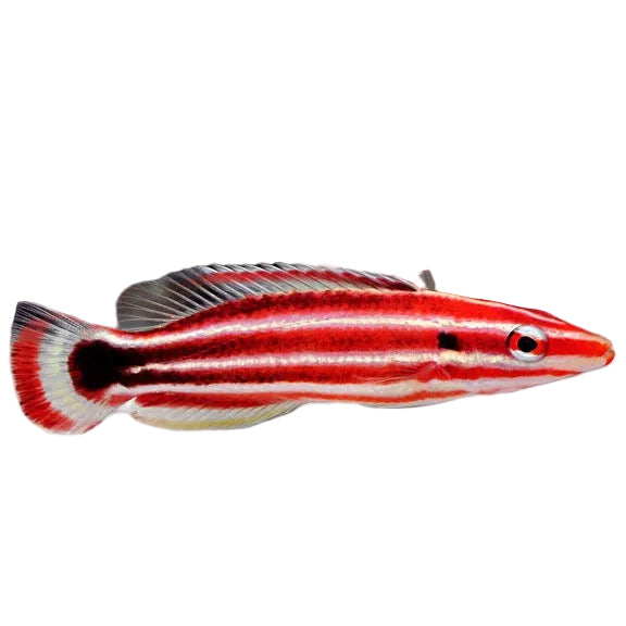 Red Candy Hogfish