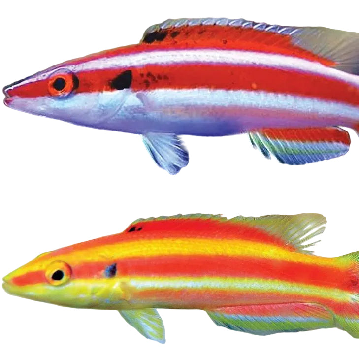 Bennett Hogfish