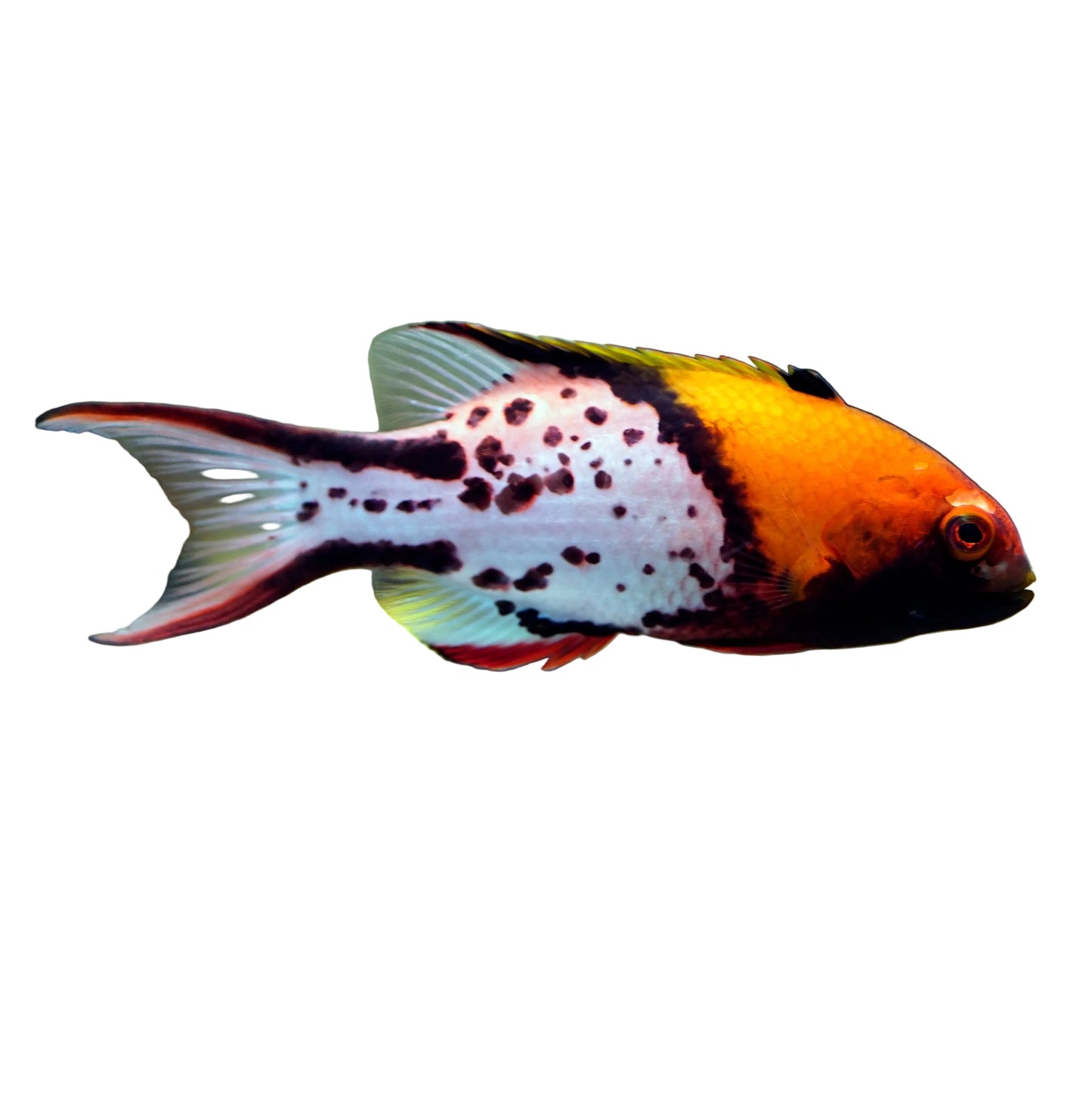 Lyretail Hogfish