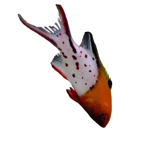 Lyretail Hogfish