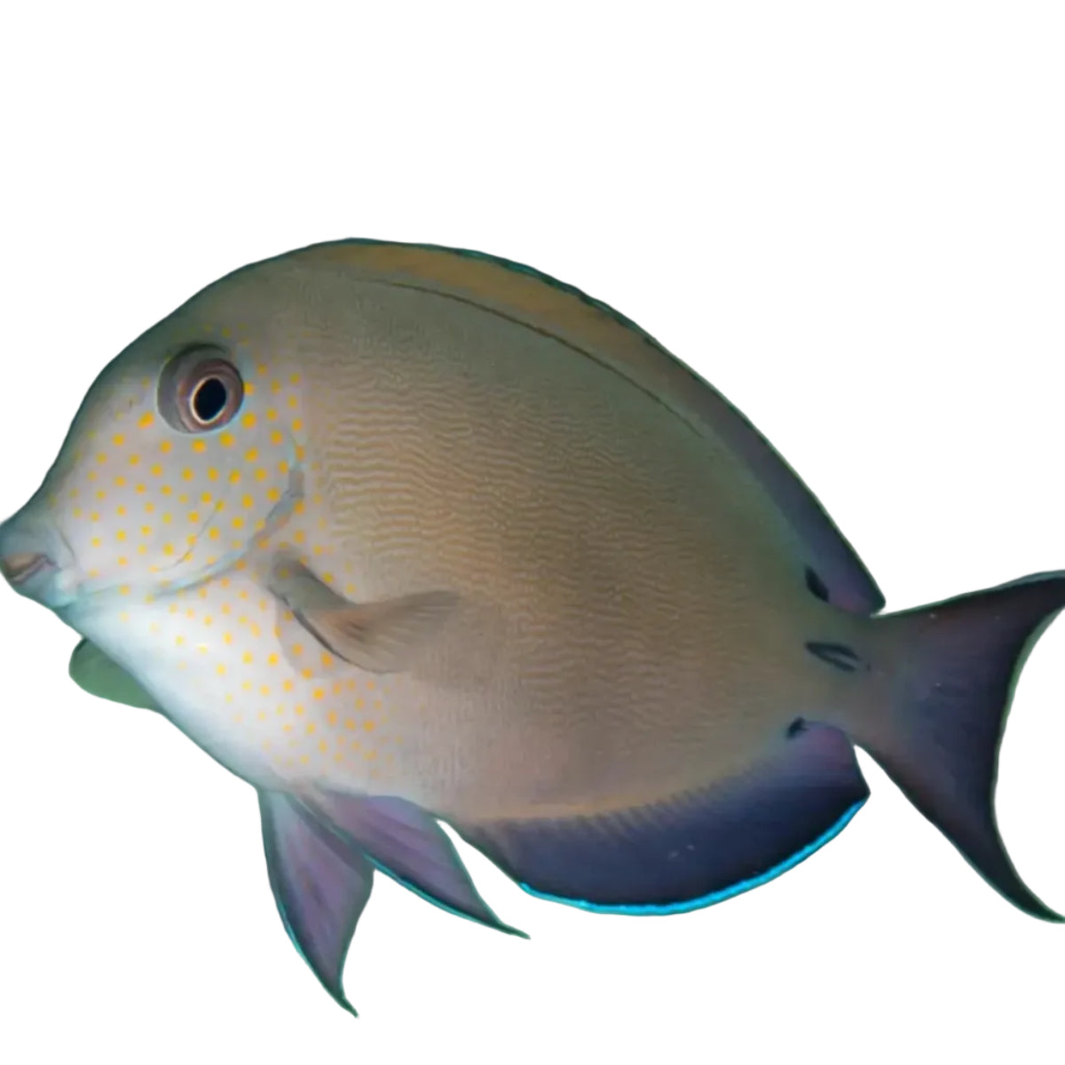 Lavender Tang