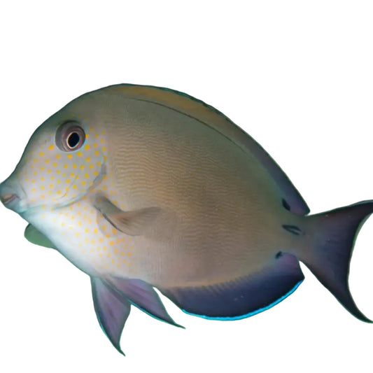 Lavender Tang
