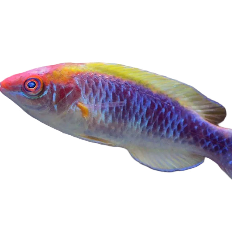 Lubbock's Fairy Wrasse