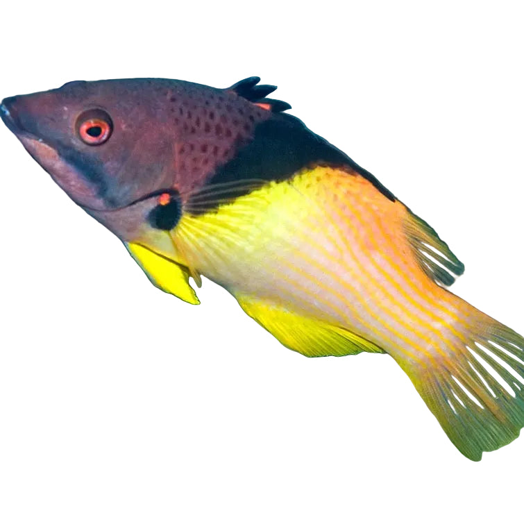 Eclipse Hogfish