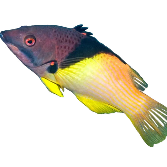 خنزيرة البحر الكسوفية