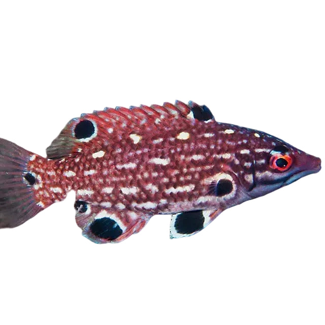 Diana's Hogfish