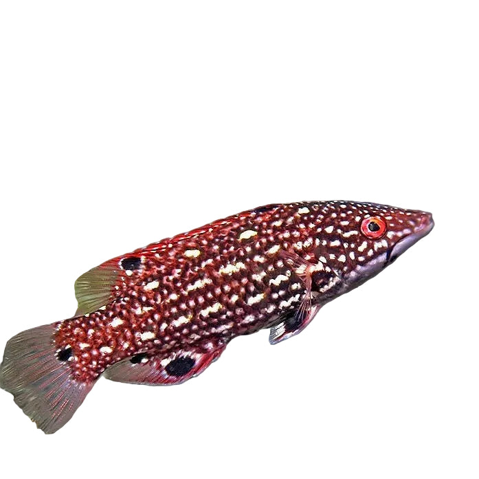 Diana's Hogfish