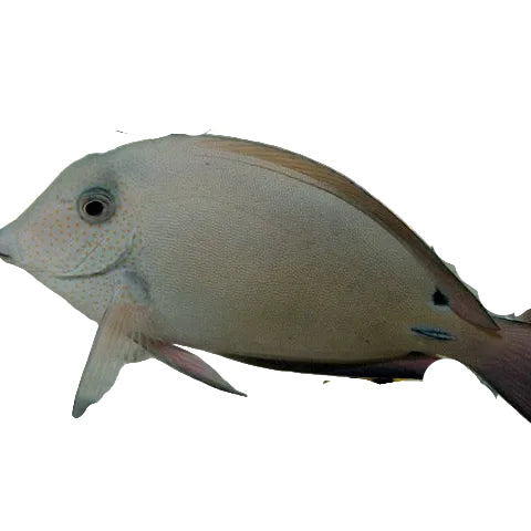Lavender Tang