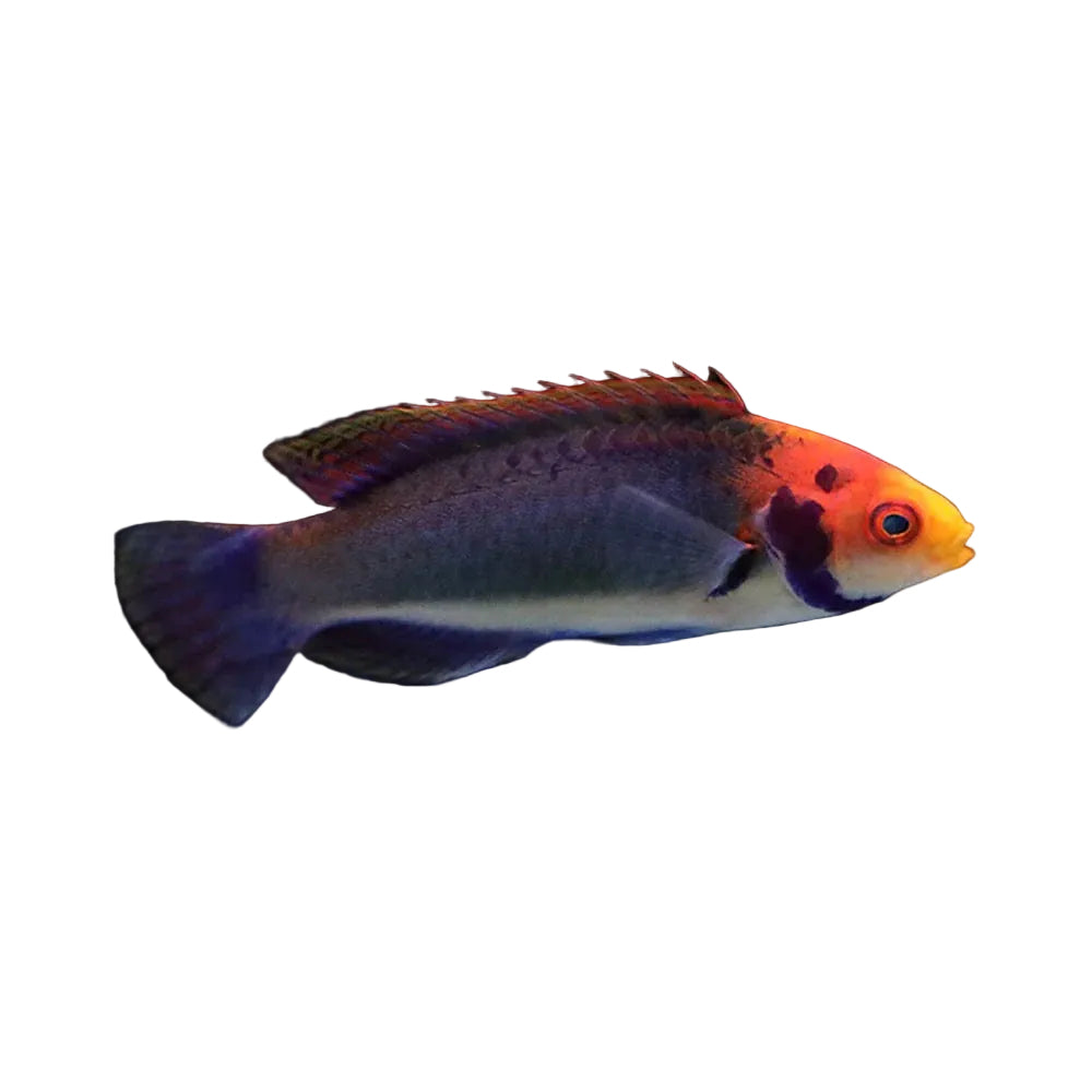 Solorensis Wrasse