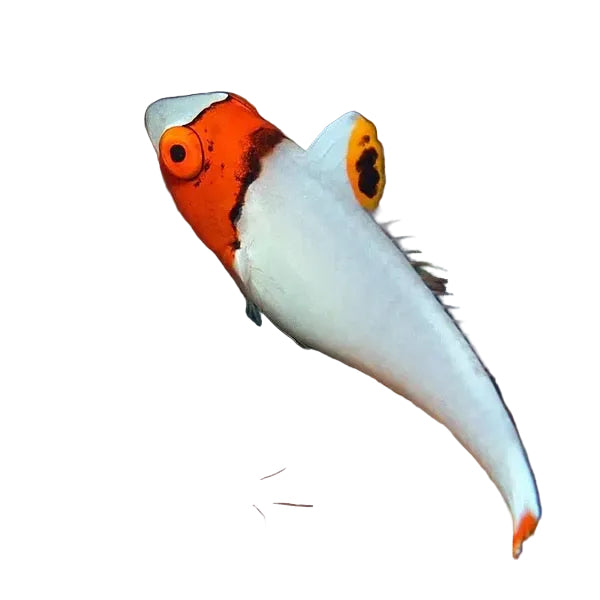 Bicolor Parrot