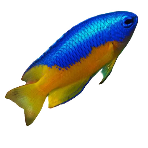 Metallic Blue Yellow Belly Damsel