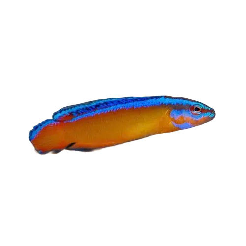 Neon Dottyback