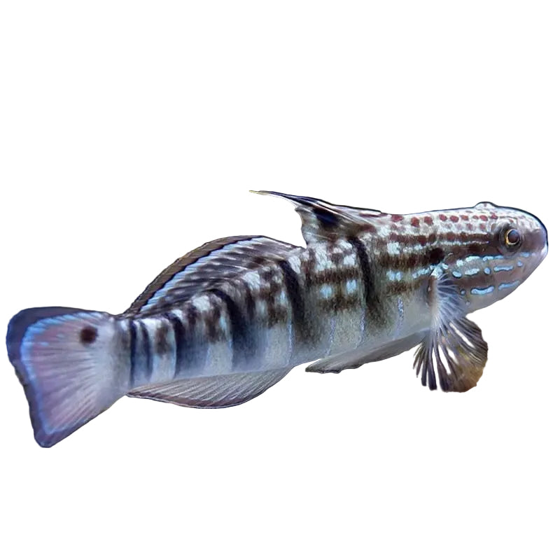 Sleeper Banded Goby