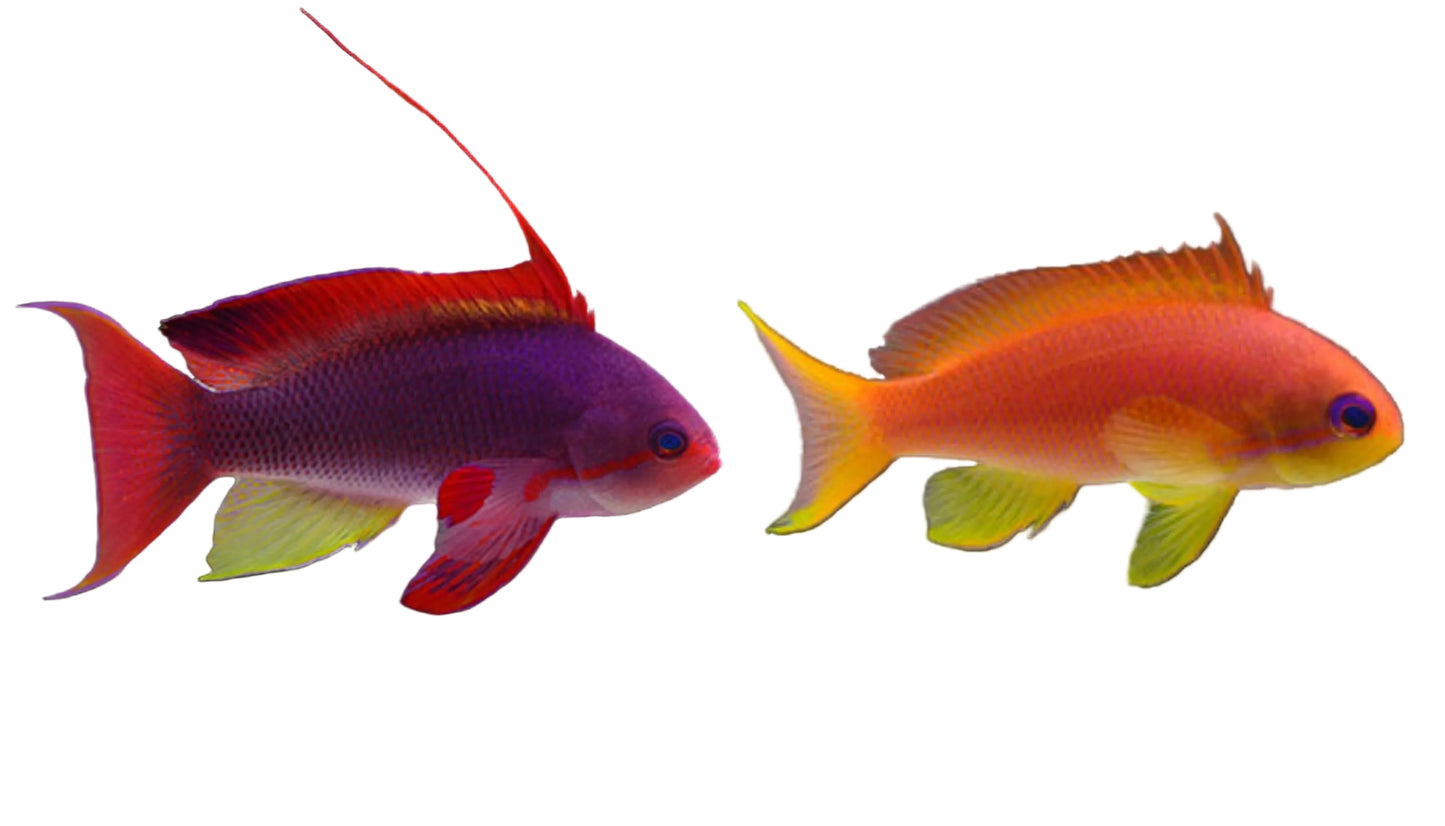 Lyretail Anthias
