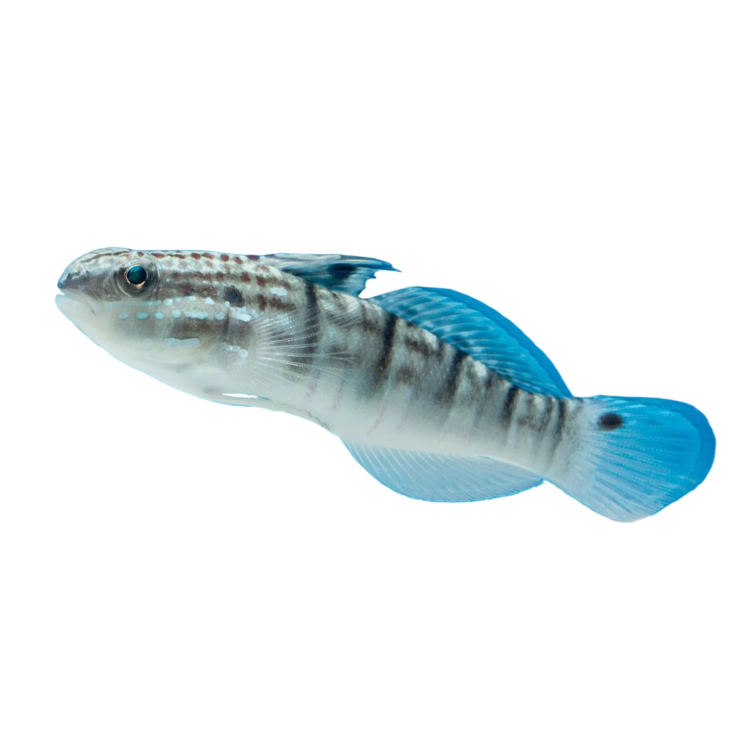 Sleeper Banded Goby