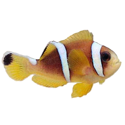 Two-Banded Clownfish