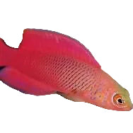 Red/Orange Dottyback