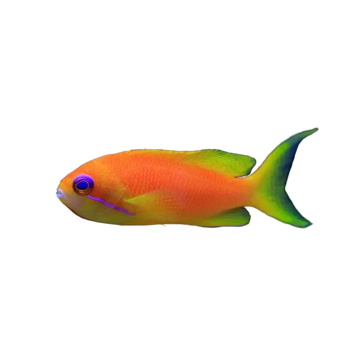 Lyretail Anthias