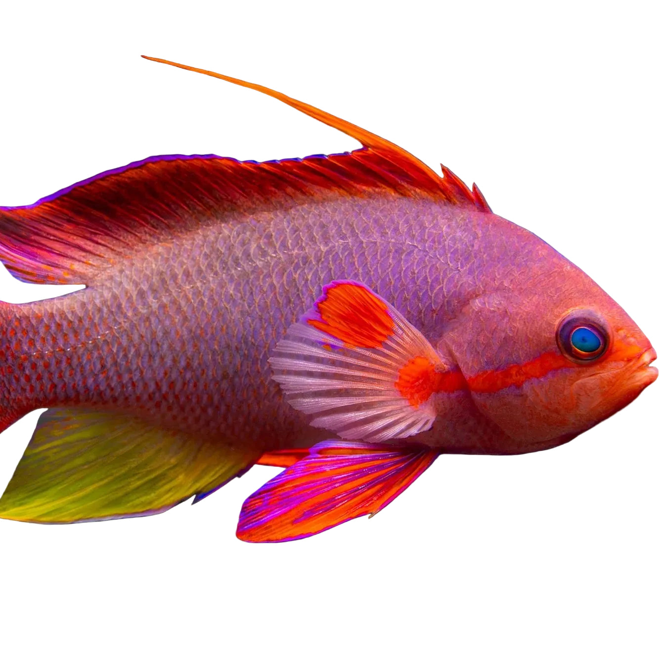 Lyretail Anthias