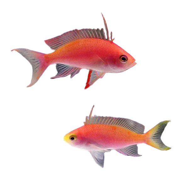 Resplendent Anthias
