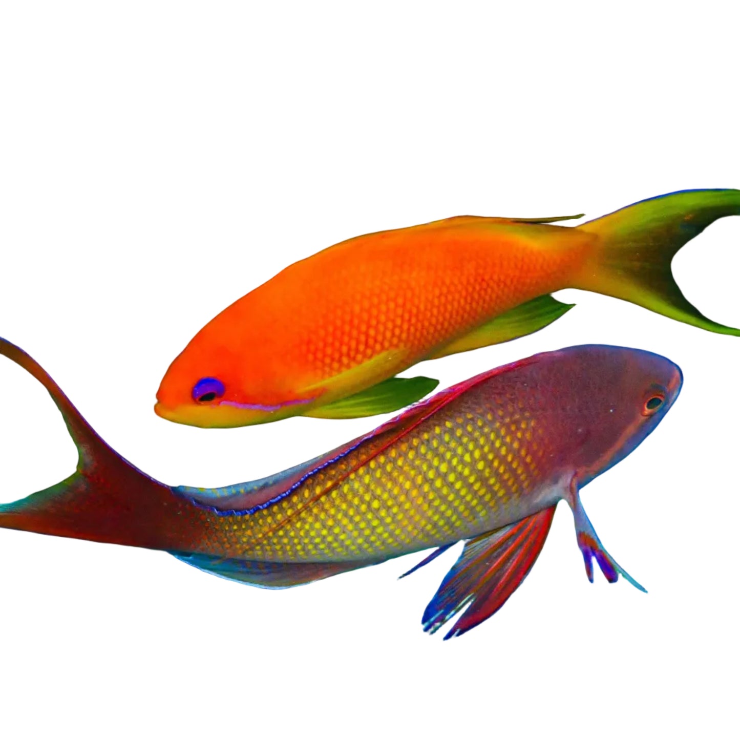 Lyretail Anthias