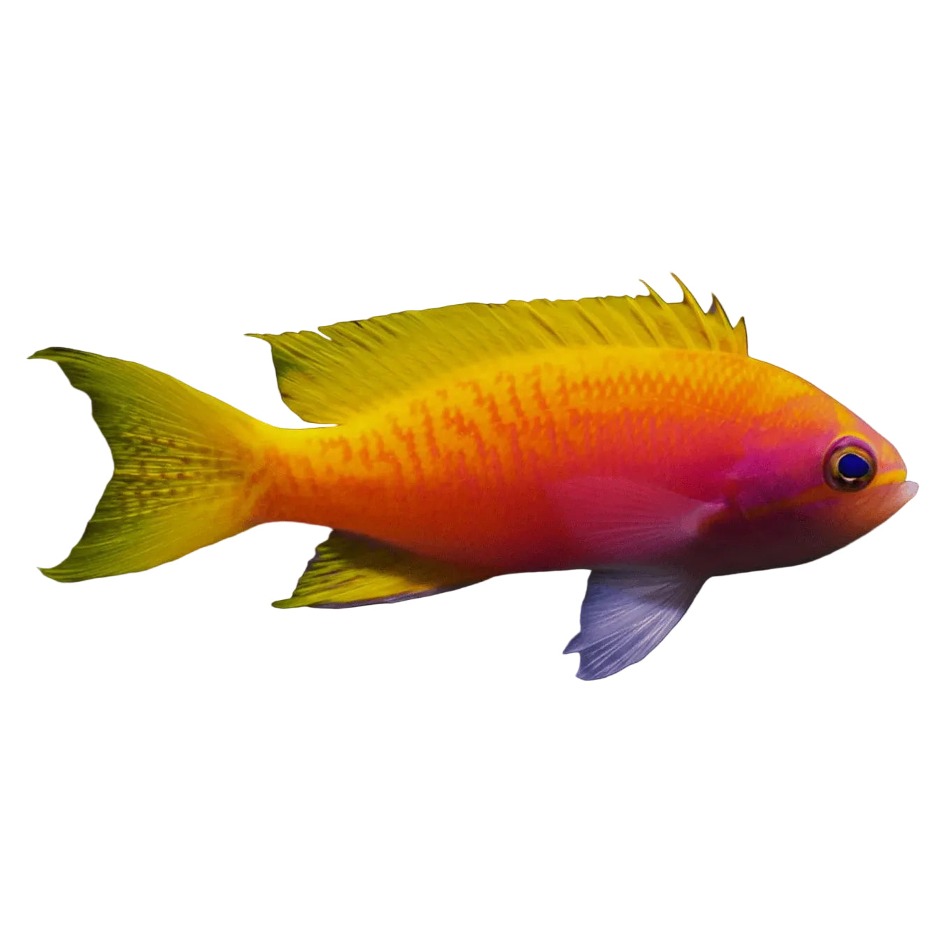Bimaculatus Anthias