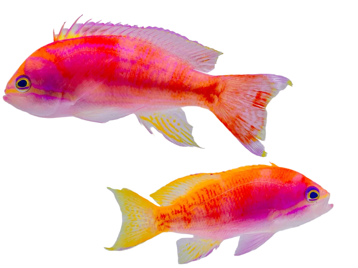 Bimaculatus Anthias