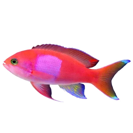 Squarespot Anthias