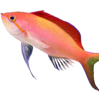 Dispar Anthias