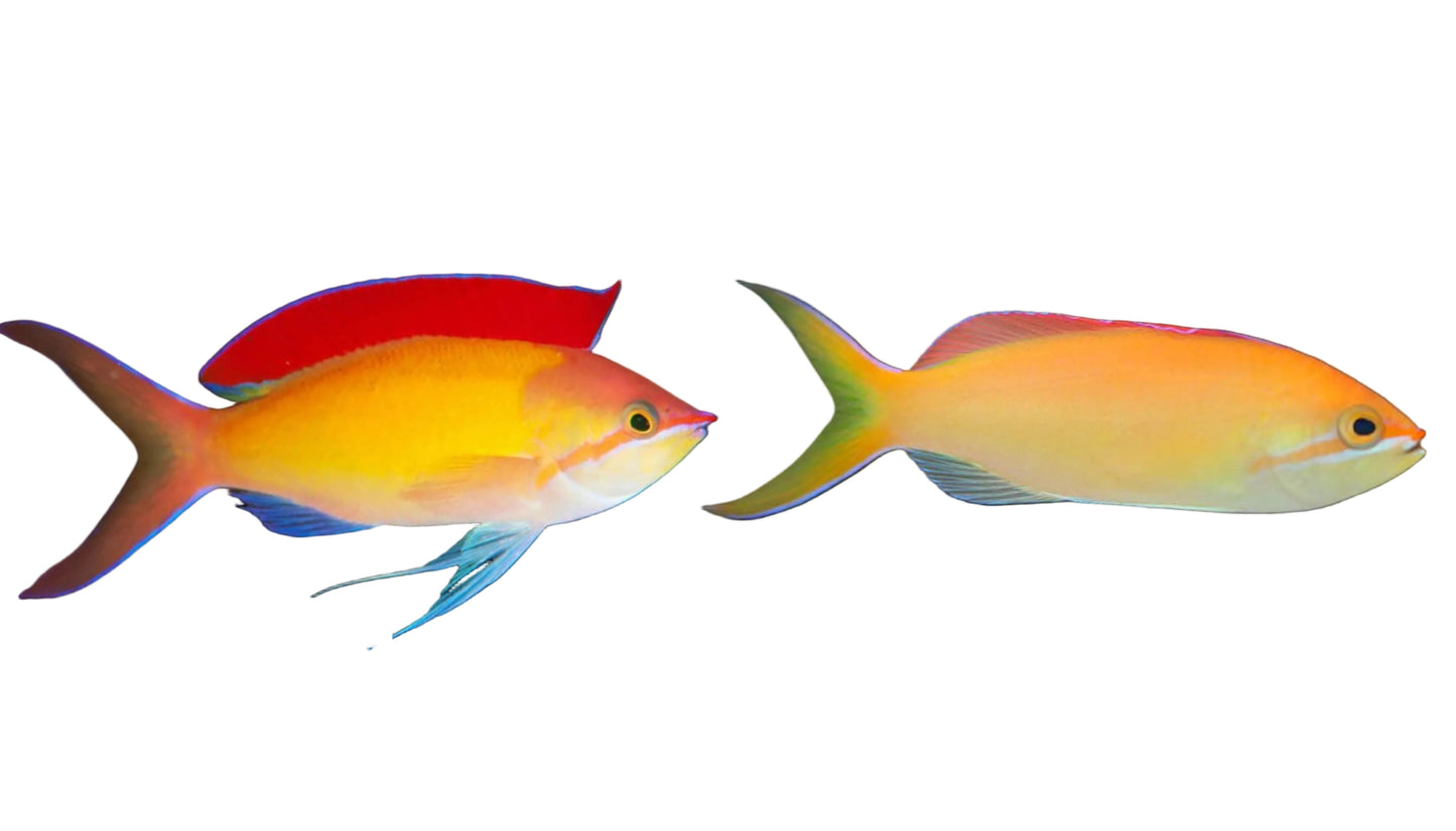 Dispar Anthias