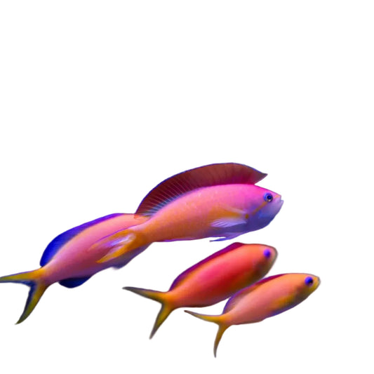 Dispar Anthias