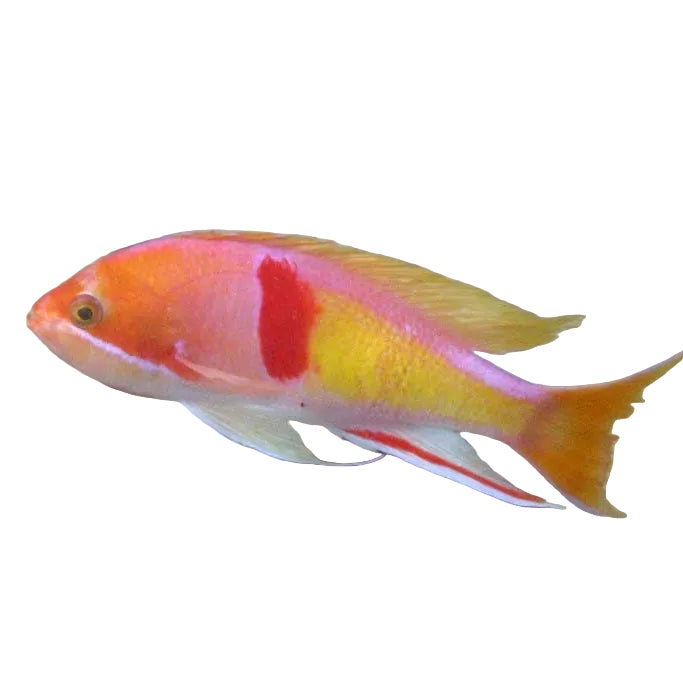 Red Belted Anthias