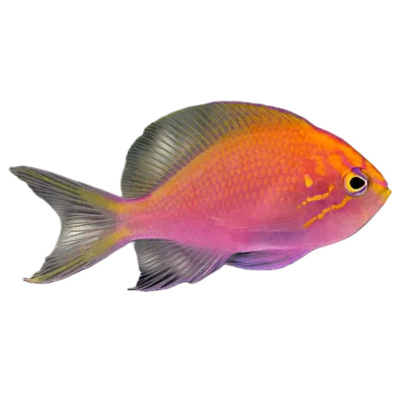Sunburst Anthias