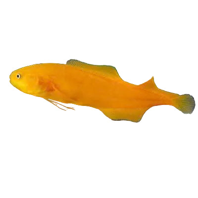 Yellow Ell Goby