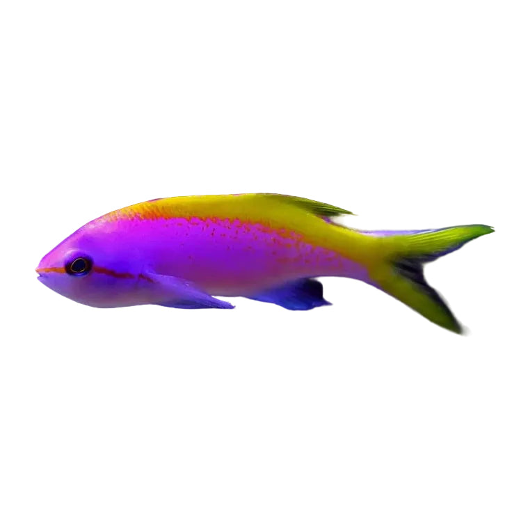 Evansi Anthias