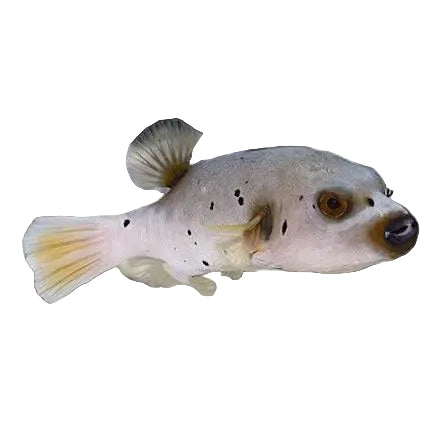 Grey Dogface Puffer